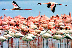 Национальный парк Озеро Маньяра, Танзания.