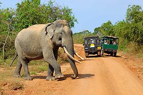 Национальный парк Яла, Шри-Ланка