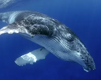 Горбатый кит на Мальпело