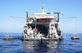 Nautilus Explorer, кейдж-дайвинг с акулами