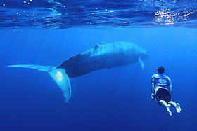 Снорклинг с голубыми китами. Mandara Resort, Шри-Ланка.