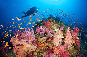 В заповеднике Namena Nature Reserve в коралловых садах обитает множество видов морских животных и стаи разноцветных рифовых рыб.