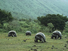 Заповедник гигантских черепах на острове Санта-Круз