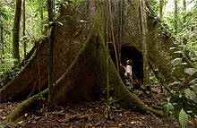 Девственный лес с огромными деревьями, возвышающимися на десятки метров над головой