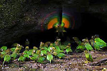 Глиняные уступы в Национальном парке Ясуни, куда слетаются попугаи.