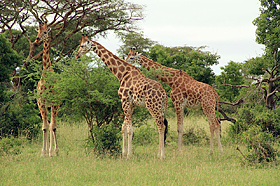 Национальный парк Водопад Мёрчисон, Уганда.