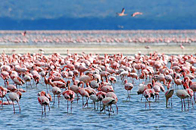 Национальный Парк Накуру, Кения.