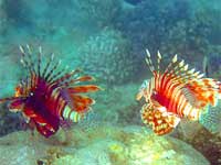 Рыба-крылатка (lionfish)