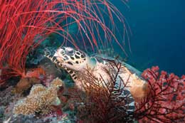 Дайв-ресорт Вакатоби (Wakatobi): на домашних рифах много всякой живности.