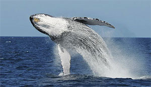 Горбатый кит. Whale watching-туры в Доминикане.