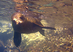Галапагосские острова (Галапагосы). Морской котик очень грациозен под водой.