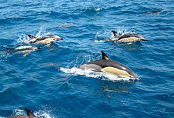 Наблюдение        за дельфинами и китами. Atmosphere Resorts