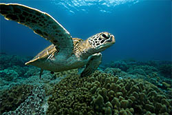 Морская черепаха. Atmosphere Resorts
