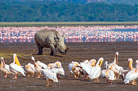 Национальный Парк Накуру, Кения.