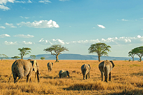 Национальный парк Серенгети, Танзания.
