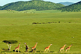 Национальный парк Серенгети, Танзания.